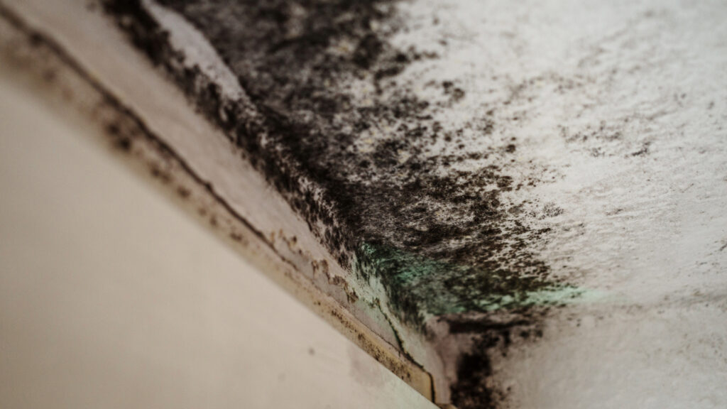 Force 1 Restoration Services | Different Types of Mold Found in Homes and How They Are Treated Mold