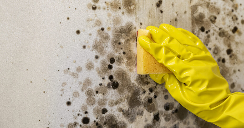mold clean up services mold clean up services